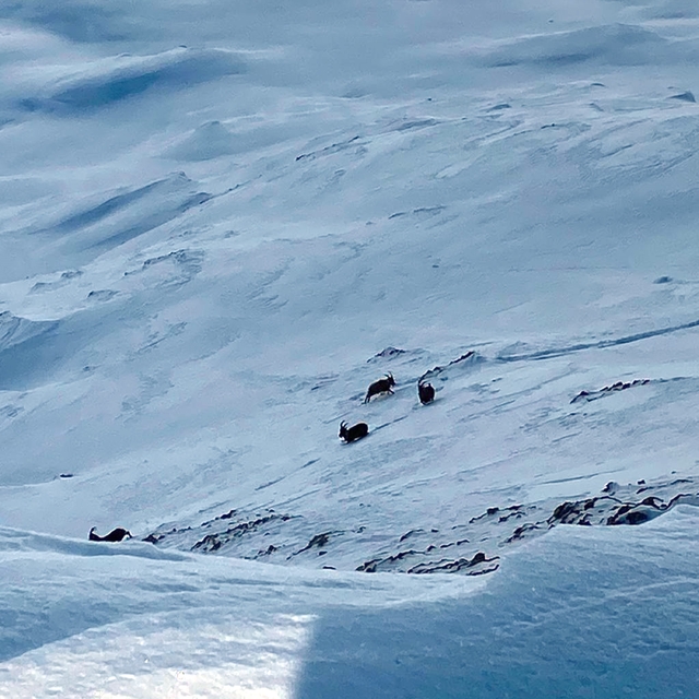 Çatak'ta dağ keçileri görüntülendi