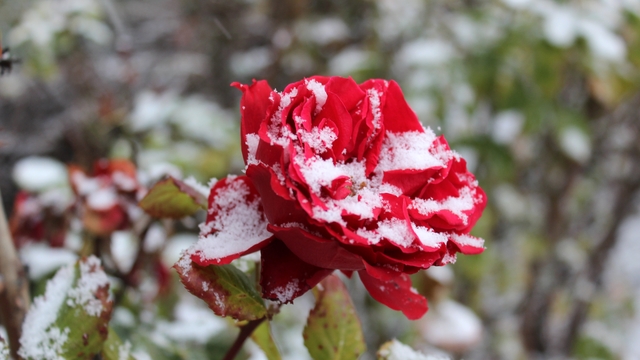 Yozgat'ta çiçekler kar altında kaldı
