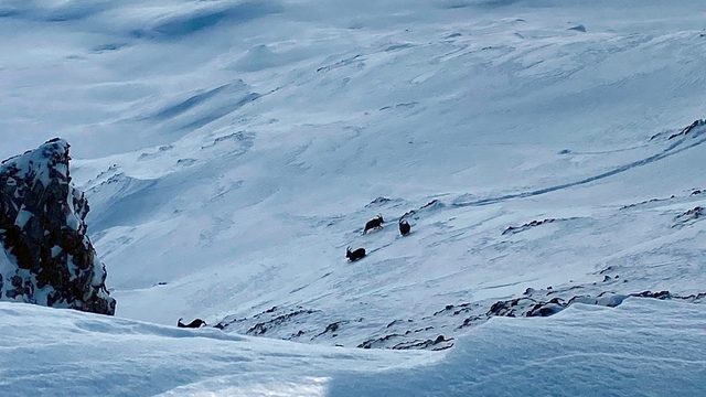 Çatak'ta dağ keçileri görüntülendi