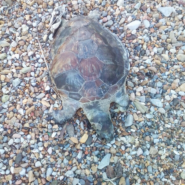Bodrum'da kıyıya ölü caretta caretta vurdu