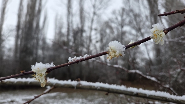 15 gün önce çiçek açan erik ağaçları kar altında kaldı