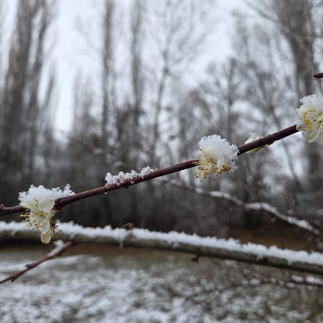 15 gün önce çiçek açan erik ağaçları kar altında kaldı