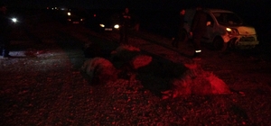 Hafif ticari araç sürüye daldı, 10'dan fazla koyun telef oldu