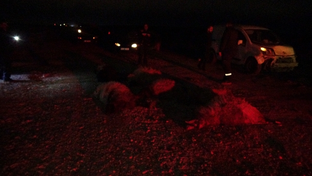 Hafif ticari araç sürüye daldı, 10'dan fazla koyun telef oldu