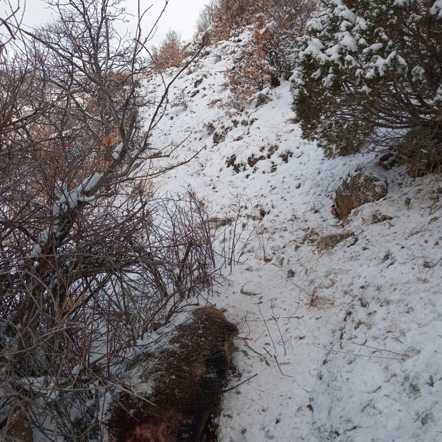 Domuz saldırısı can aldı