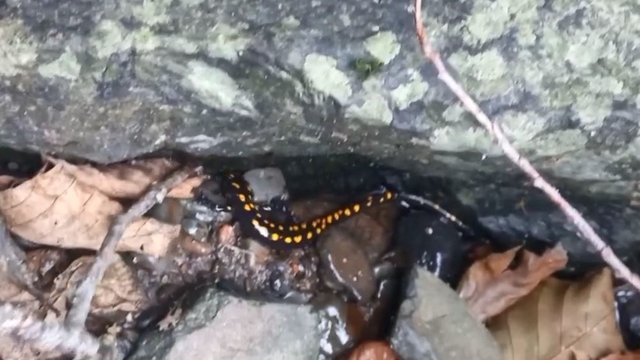 Nesli tehlike altındaki Kafkas semenderi Şavşat'ta görüntülendi