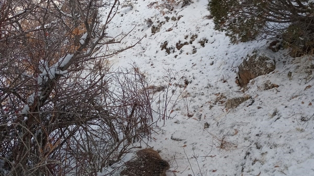 Domuz saldırısı can aldı