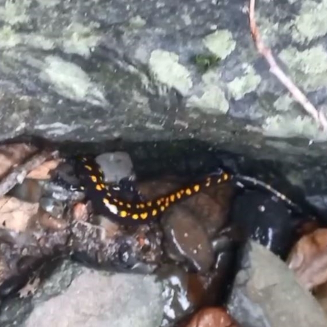 Nesli tehlike altındaki Kafkas semenderi Şavşat'ta görüntülendi