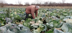 Malatya'da çiftçiler alternatif ürünlerle zararlarını telefi ediyor
Malatya'da lahana hasadı sürüyor