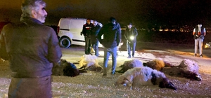 Hafif ticari araç, sürüye çarptı; sürücü yaralı, 12 koyun öldü