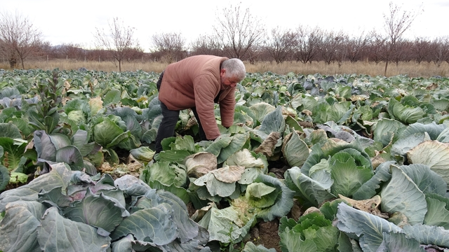 Malatya'da çiftçiler alternatif ürünlerle zararlarını telefi ediyor
Malatya'da lahana hasadı sürüyor