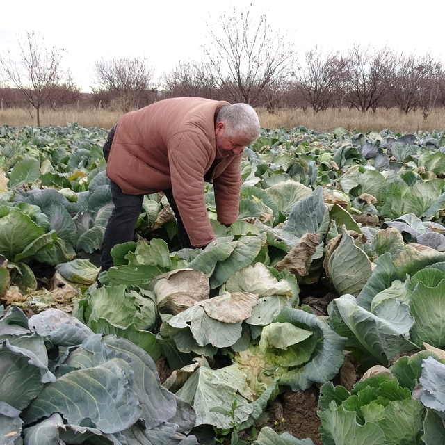 Malatya'da çiftçiler alternatif ürünlerle zararlarını telefi ediyor
Malatya...