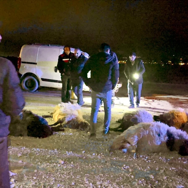 Hafif ticari araç, sürüye çarptı; sürücü yaralı, 12 koyun öldü