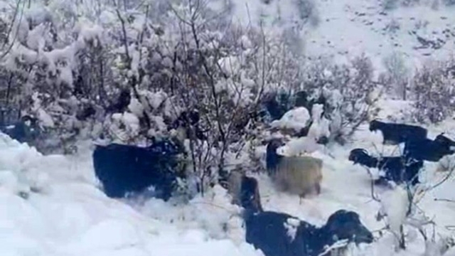 Hizan'da kar yağışı, sürüyü hazırlıksız yakaladı