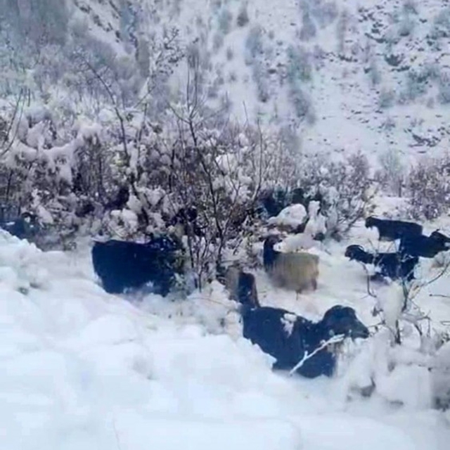 Hizan'da kar yağışı, sürüyü hazırlıksız yakaladı