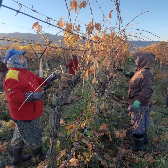 Üzüm bağlarında kadın istihdamı artıyor