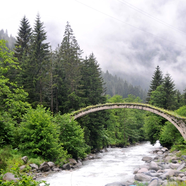 'İklim değişikliğiyle mücadele en etkin silah ormanlar'