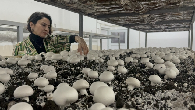 Hem eğitim görüp hem üretiyorlar
Tokat Gaziosmanpaşa Üniversitesi'nde üretilen akademik mantarlar eğitimle üretimi birleştirdi