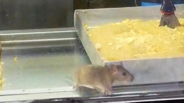 İzmir'den iğrenç görüntü: Börek tezgahlarında fare cirit attı