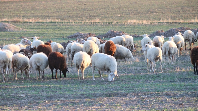 Koyunlar bu kışı kırda otlayarak geçiriyor
Geçen kış ağıllara kapatılan küçükbaş hayvanlar bu kış dağlarda