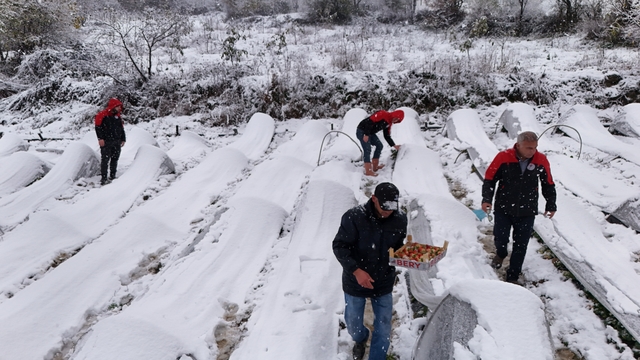 Samsun'da kar altında çilek hasadı yapıldı