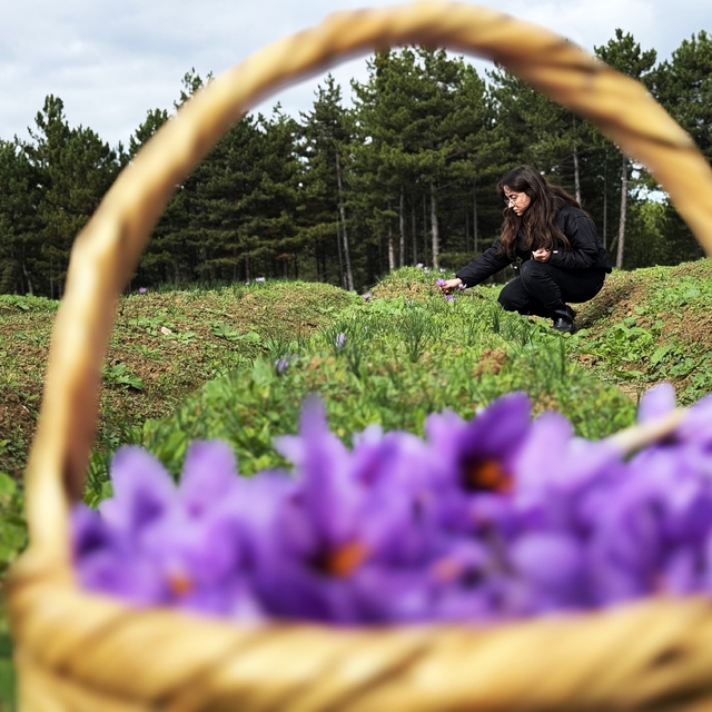 Safran, sarımsak ve kırmızı bibere bilimsel güvence