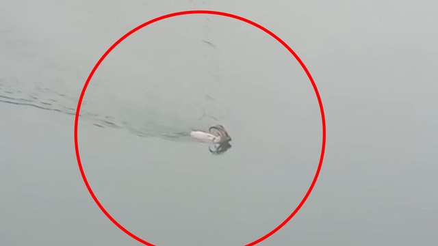 Dağ keçisi baraj gölünü yüzerek geçti; o anlar kamerada
