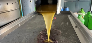 Kara meyve altın sıvıya dönüşüyor