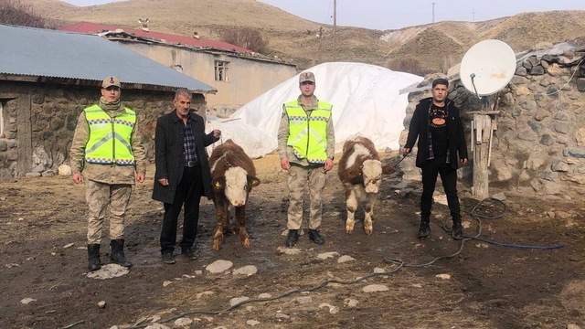 Muş'ta çalınan 2 büyükbaş hayvan bulundu