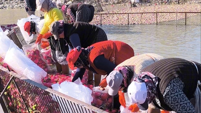 Osmaniye Kadirli'de turp mesaisi: Soğuk suda ekmek mücadelesi