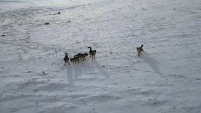 Doğada gezinen kurt sürüsü dron ile görüntülendi