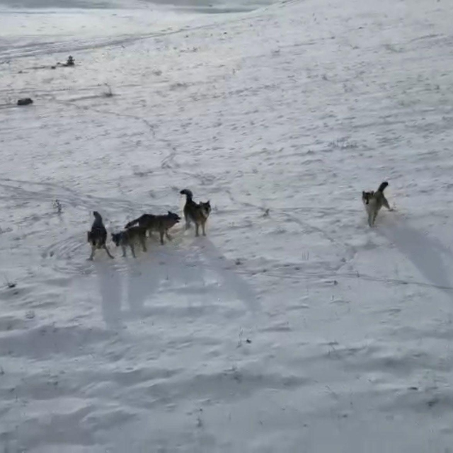 Doğada gezinen kurt sürüsü dron ile görüntülendi