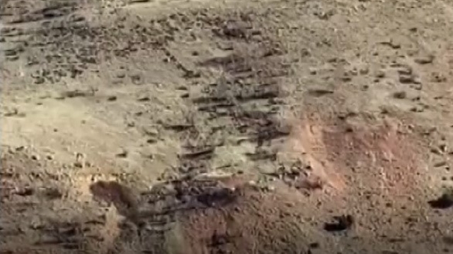 Gercüşlü çiftçilerin domuz tedirginliği