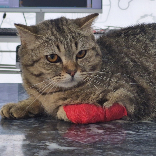 Düzce'den bin 384,795 ton kedi köpek maması ihraç edildi