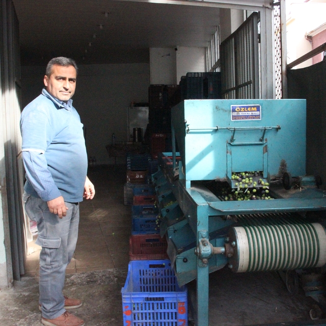 Hasat edilen zeytinler boyuna göre ayrılıyor, fiyatı kaliteyle şekilleniyor