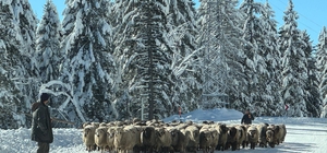 Karla kaplı yaylalarda dönüş yolculuğu