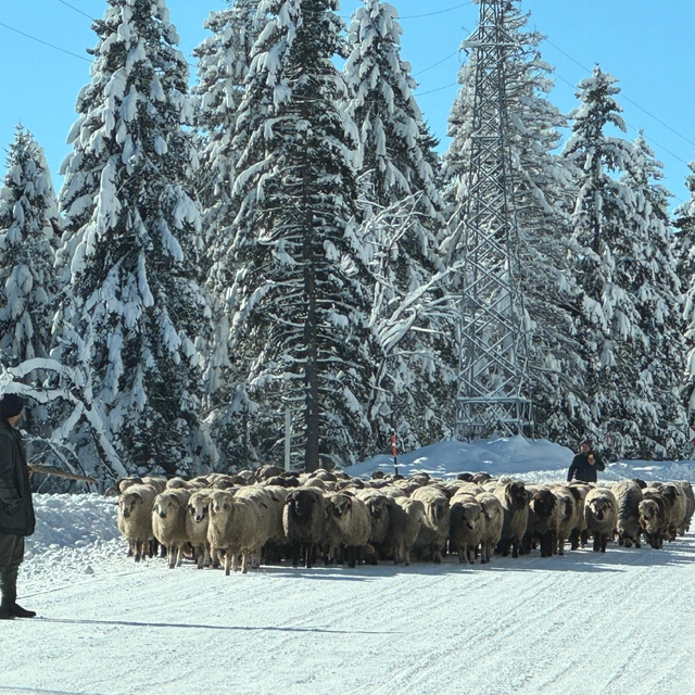 Karla kaplı yaylalarda dönüş yolculuğu