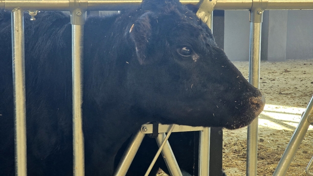 Kırsalda Bereket Hayvancılığa Destek Projesi, 2028 yılına kadar sürecek