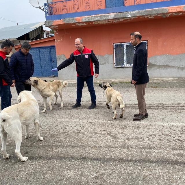 Erzincan'da sokak köpeklerine kuduz aşısı
