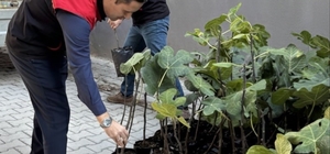 Gömeç’te incir üretimini artıracak adım, 499 sertifikalı fidan dağıtıldı