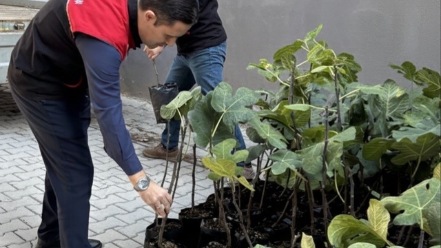 Gömeç'te incir üretimini artıracak adım, 499 sertifikalı fidan dağıtıldı