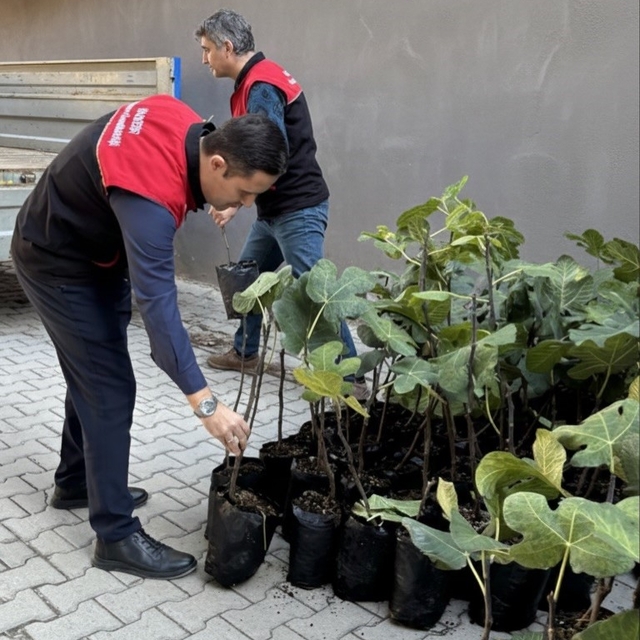 Gömeç'te incir üretimini artıracak adım, 499 sertifikalı fidan dağıtıldı