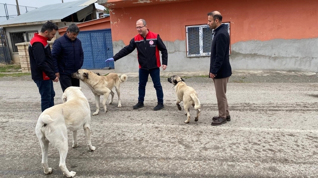 Erzincan'da sokak köpeklerine kuduz aşısı