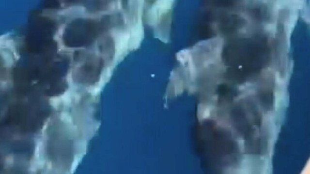 Muğla'da teknenin yanında yüzen yunus sürüsü kamerada