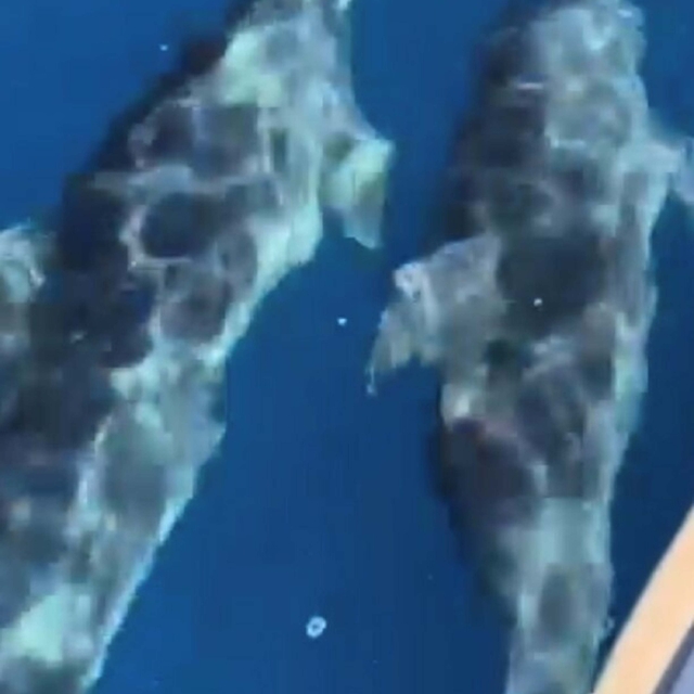 Muğla'da teknenin yanında yüzen yunus sürüsü kamerada