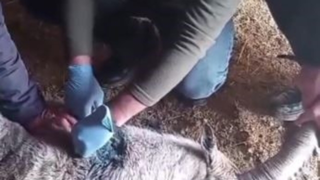 Yaralı halde bulunan dağ keçisi tedavisinin ardından doğaya salındı