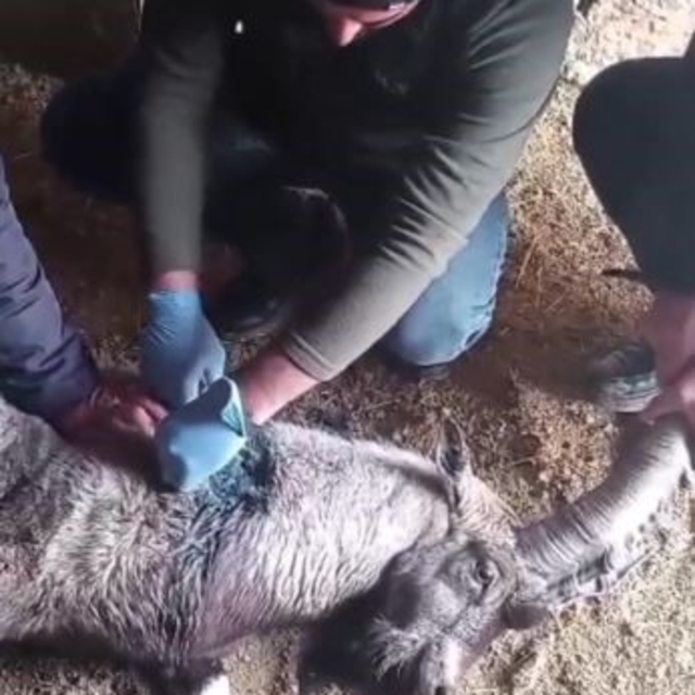 Yaralı halde bulunan dağ keçisi tedavisinin ardından doğaya salındı