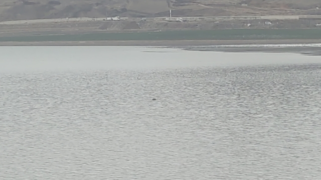 Sıhke Göleti'ne giren inek telef oldu