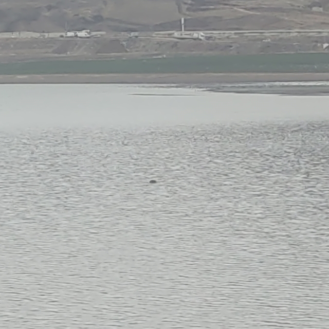 Sıhke Göleti'ne giren inek telef oldu