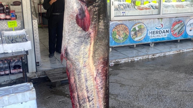 Kahramanmaraş'ta 100 kilogramlık yayın balığı yakalandı